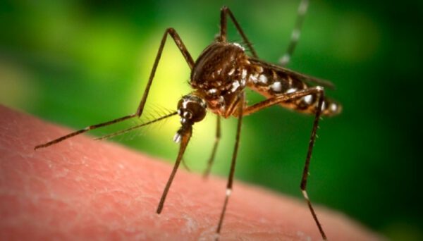 რატომ გვსიამოვნებს კოღოს ნაკბენის მოქავება და უნდა მოვიქავოთ თუ არა?