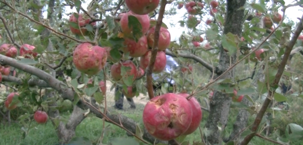ფერმერები არასტანდარტული ვაშლის ჩაბარებას 10 სექტემბრიდან შეძლებენ