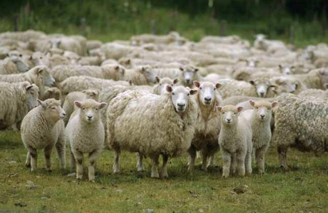 600 ცხვრის გატაცების საქმეზე 5 პირი დააკავეს – დაზარალებულმა ფერმერმა “კრიმინალურ ავტორიტეტს” მიმართა
