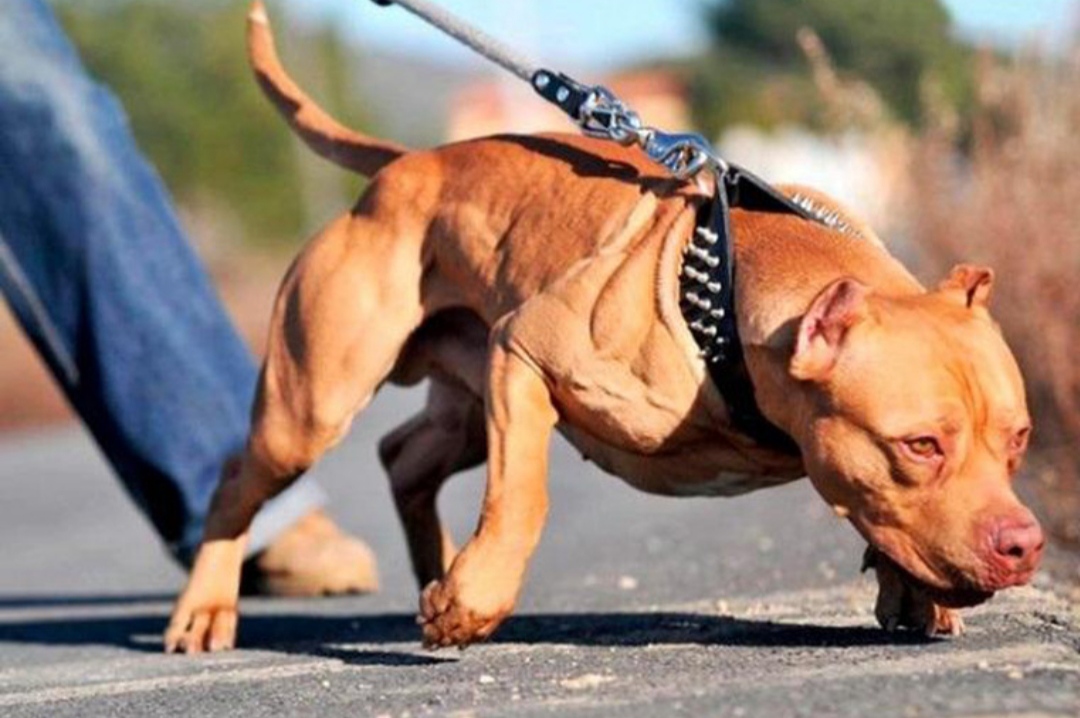 ძაღლის ალიკაპისა და საბელის გარეშე სასეირნოდ გაყვანაზე ჯარიმა შესაძლოა, 150 ლარამდე გაიზარდოს