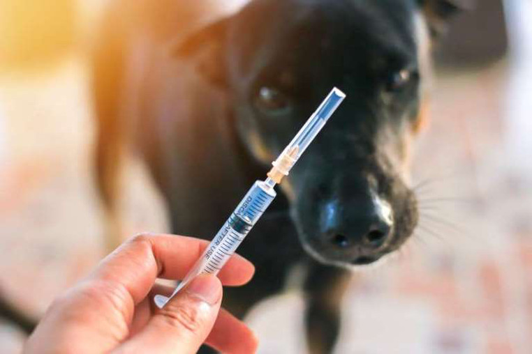 ამბროლაურში ძაღლების ცოფით დაავადების 7 შემთხვევაა გამოვლენილი – სეს-ი
