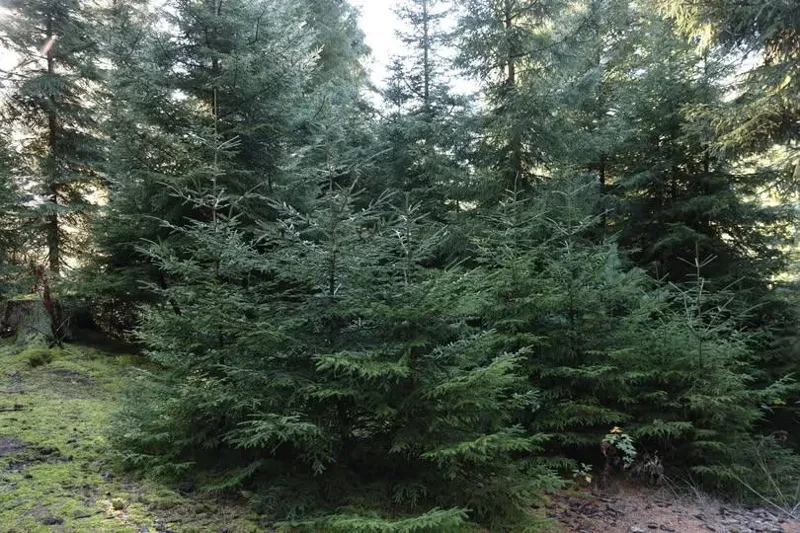 ახალი წლის სადღესასწაულო დღეების მოახლოების პარალელურად, გარემოს დაცვისა და სოფლის მეურნეობის სამინისტროს შესაბამისი სამსახურები წიწვოვანი მცენარეების მოპოვებასა და ტრანსპორტირებაზე კონტროლს ამკაცრებენ.