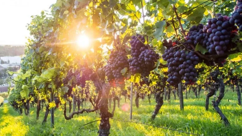 კანონში დაგეგმილი ცვლილებებით, ვენახის სამეწარმეო მიზნით გაშენებას თანხმობა დასჭირდება.  თანხმობას ღვინის ეროვნული სააგენტო გასცემს.