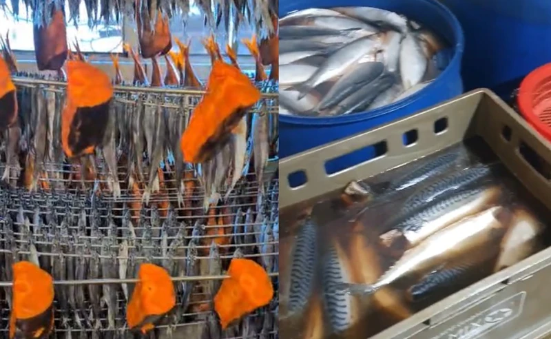 შემოწმებულია 200-მდე ობიექტი - რა დარღვევები გამოავლინა სეს-მა თევზის საწარმოებში?