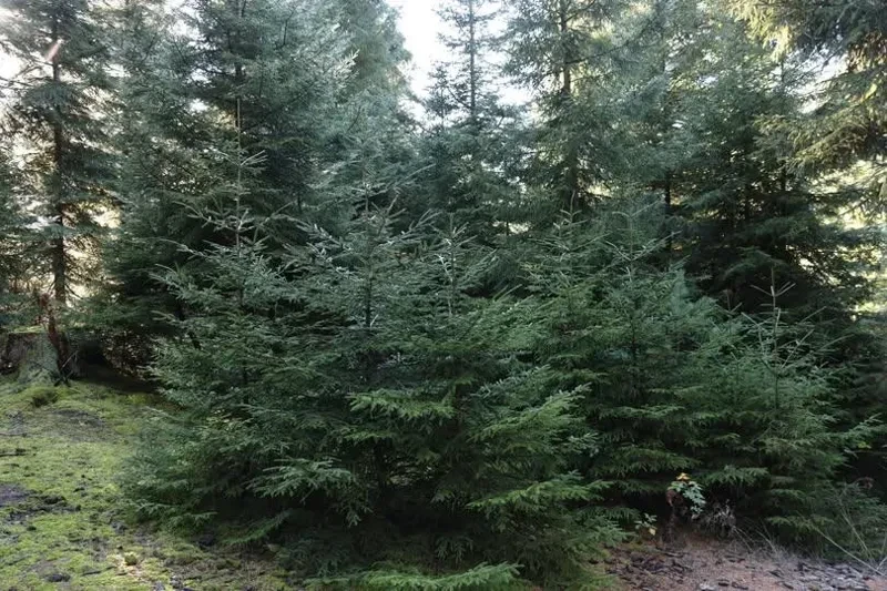 ახალი წლის სადღესასწაულო დღეების მოახლოების პარალელურად, გარემოს დაცვისა და სოფლის მეურნეობის სამინისტროს შესაბამისი სამსახურები წიწვოვანი მცენარეების მოპოვებასა და ტრანსპორტირებაზე კონტროლს ამკაცრებენ.