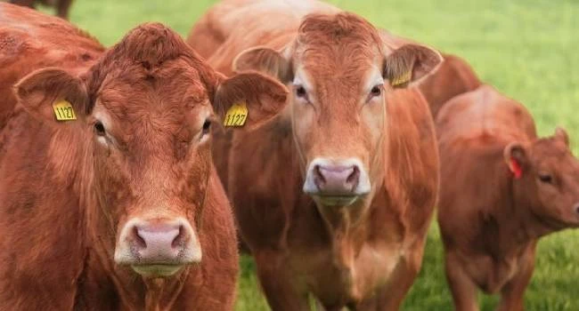 მარნეულიის მუნიციპლაიტეტის ჯანდარის დასახლებაში მცხოვრებ თალეჰ ალიევს ფერმიდან 22 სული ძროხა მოპარეს.     მომხდარის შესახებ  ინფორმაციას  გამოცემა MarneuliNews ავრცელებს.  ალიევების ოჯახში აცხადებენ, რომ ზარალი  100 000 ლარს შეადგენს.